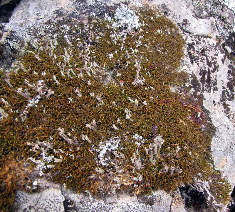 Anastrophyllum saxicola (synonyme : Sphenolobus saxicola